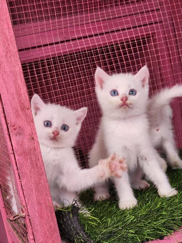 Persian/blue eyes / triple coated/male / female kittens for sale 0