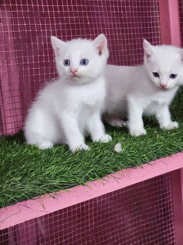 Persian/blue eyes / triple coated/male / female kittens for sale 1