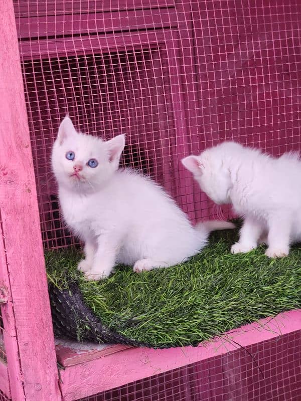 Persian/blue eyes / triple coated/male / female kittens for sale 2