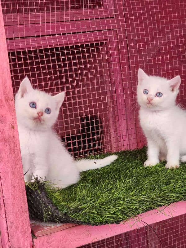 Persian/blue eyes / triple coated/male / female kittens for sale 3