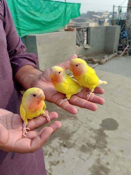 Latino love birds samee hand tame no bite 3