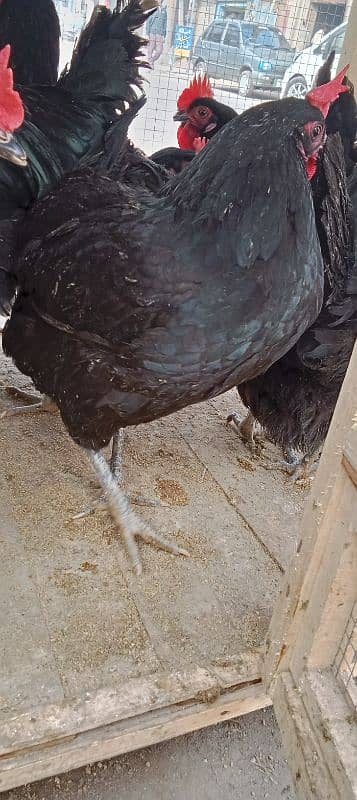 australop hens male and female 0