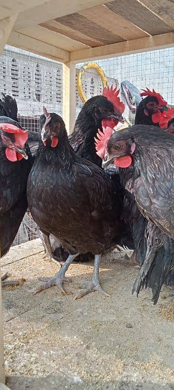 australop hens male and female 1