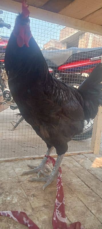 australop hens male and female 2