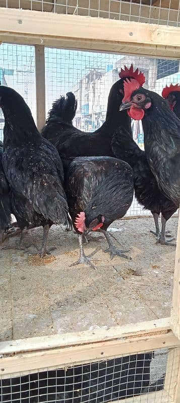 australop hens male and female 3