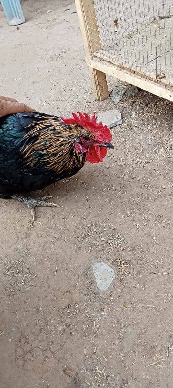 australop hens male and female 4