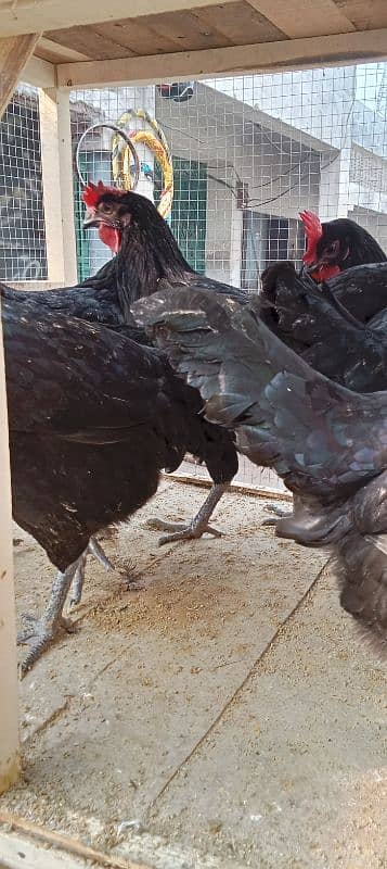 australop hens male and female 5