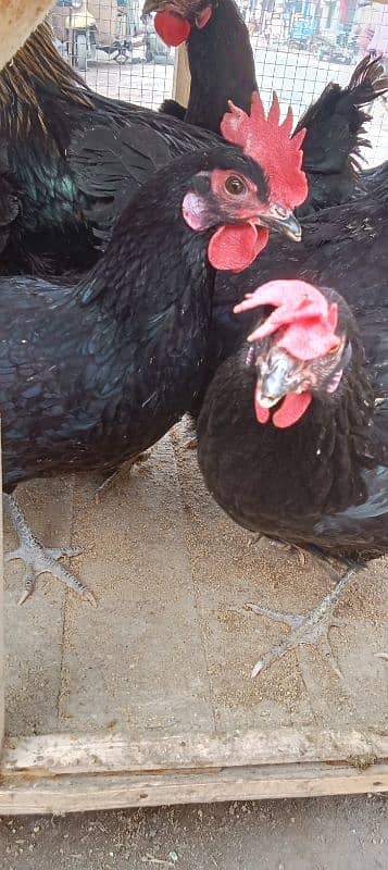 australop hens male and female 7