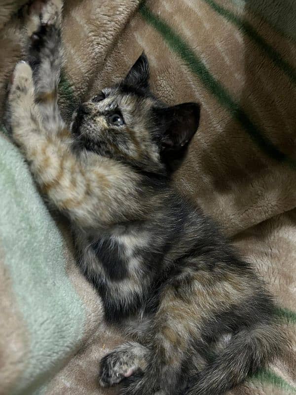 50days old triple coated female kitten 0