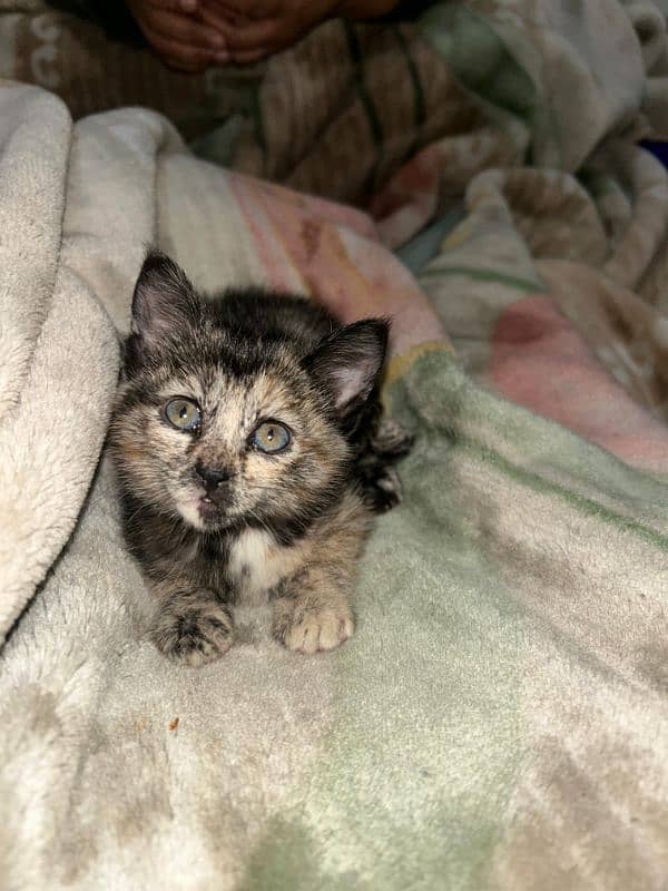 50days old triple coated female kitten 7