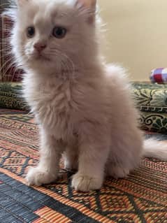 Persian Cat For Sale