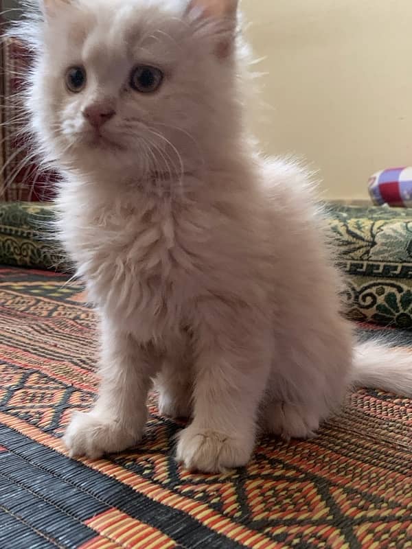 Persian Cat For Sale 0