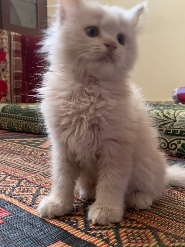 Persian Cat For Sale 1