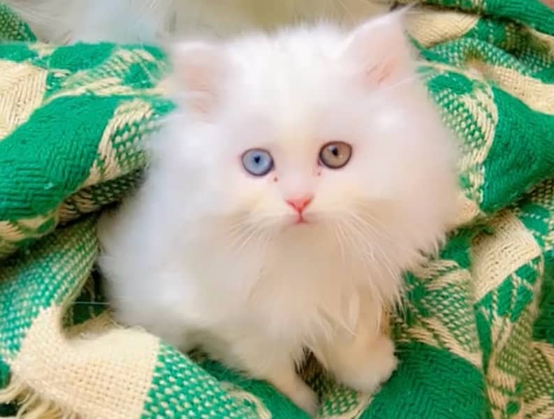 Persian kitten 0