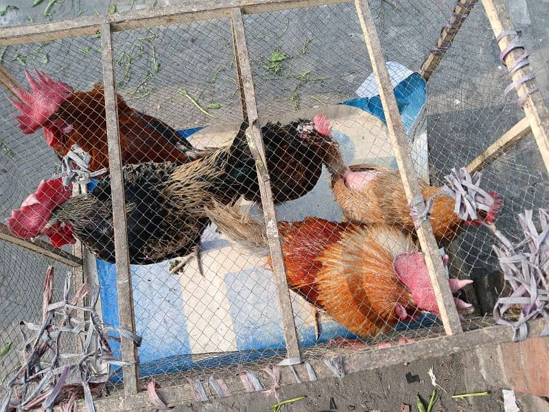 three cock two hen with cage 0