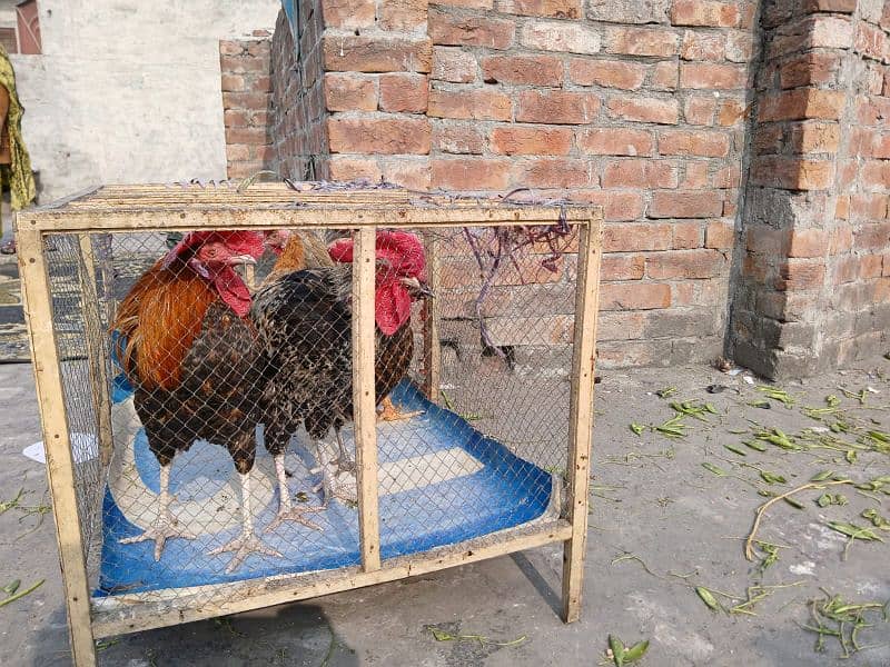 three cock two hen with cage 1