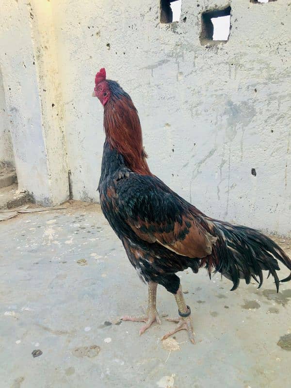 High quality Jora for sale urgent ASEEL MURGA 5