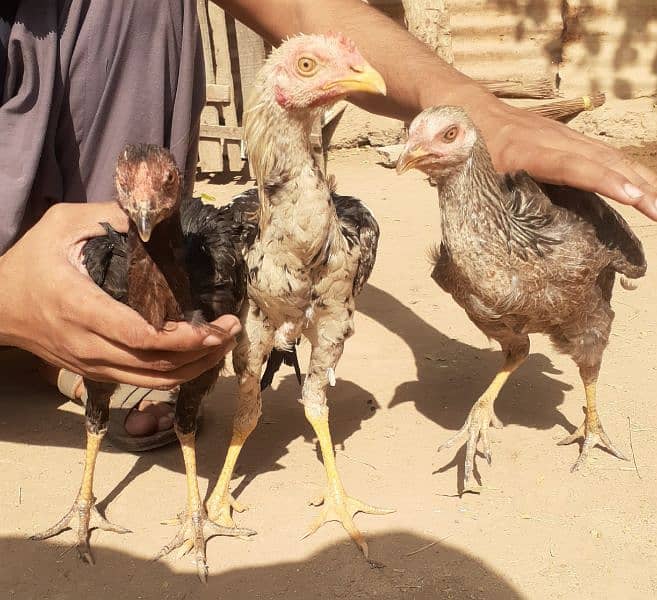 total 5 hens  3 murghia or 2 murgha aseel breed 0