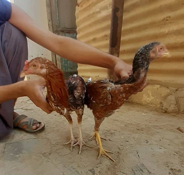 total 5 hens  3 murghia or 2 murgha aseel breed 1