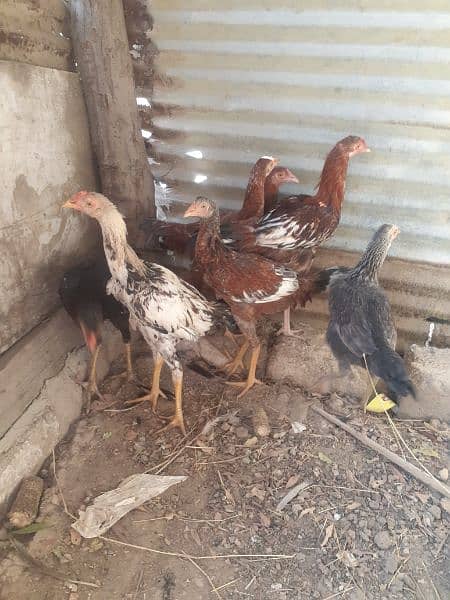 total 5 hens  3 murghia or 2 murgha aseel breed 2