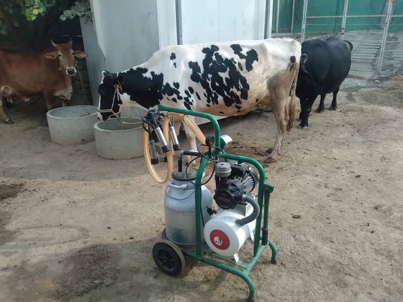 cow for sale with milk machine 0