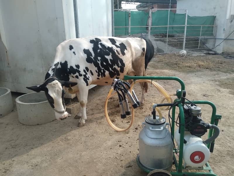 cow for sale with milk machine 1