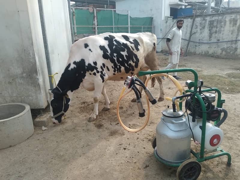 cow for sale with milk machine 2