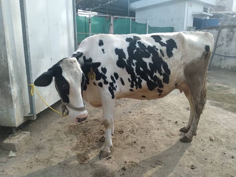 cow for sale with milk machine 3