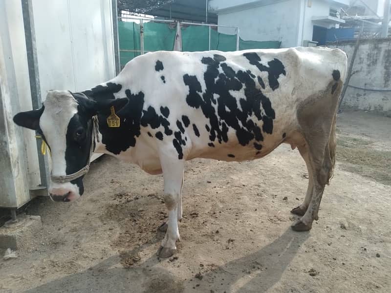 cow for sale with milk machine 4