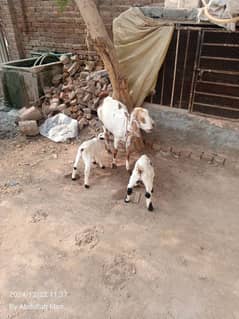 Bakri with 2 male kids for sale