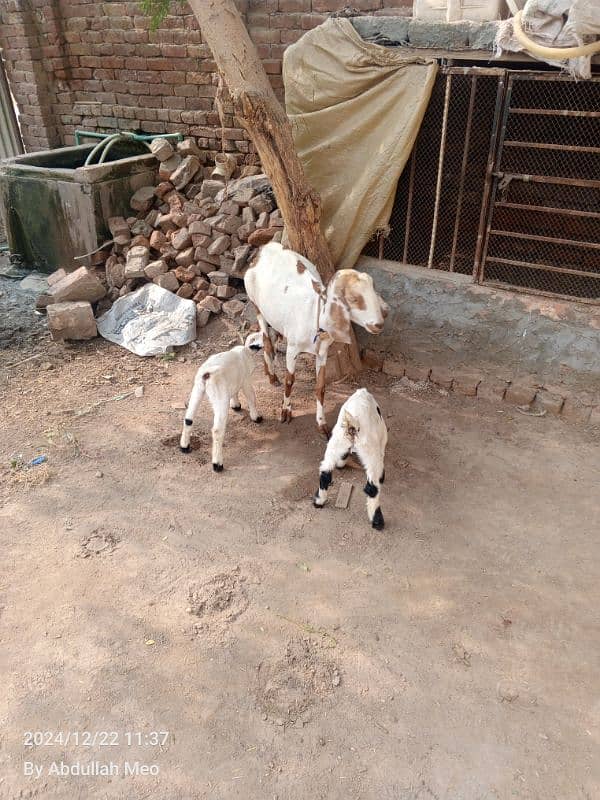 Bakri with 2 male kids for sale 0