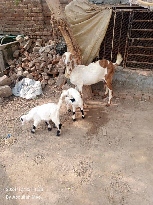 Bakri with 2 male kids for sale 1