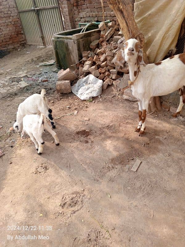 Bakri with 2 male kids for sale 3