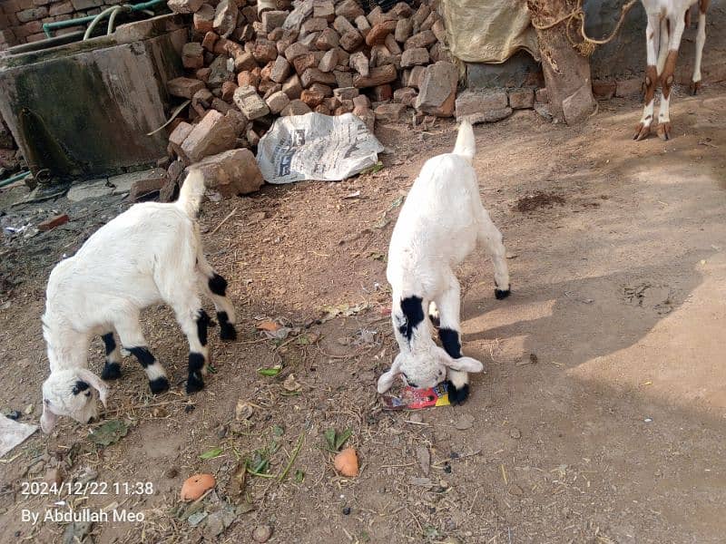 Bakri with 2 male kids for sale 5