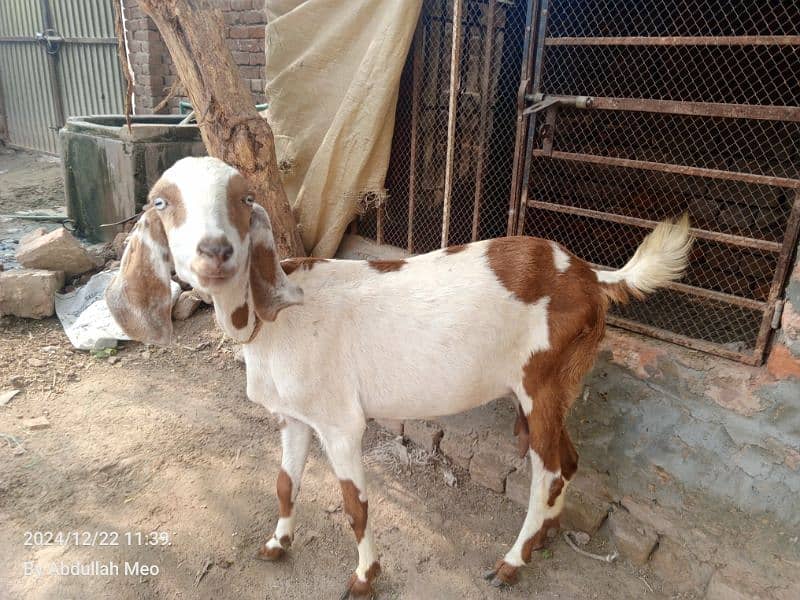 Bakri with 2 male kids for sale 6