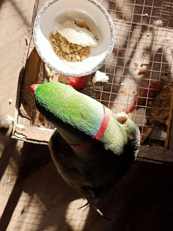 fully trained parrot 03377226655 3