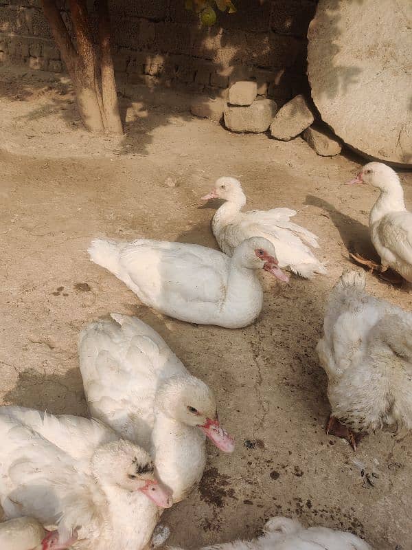 Pure White Muscovy Ducks (very rare) 1