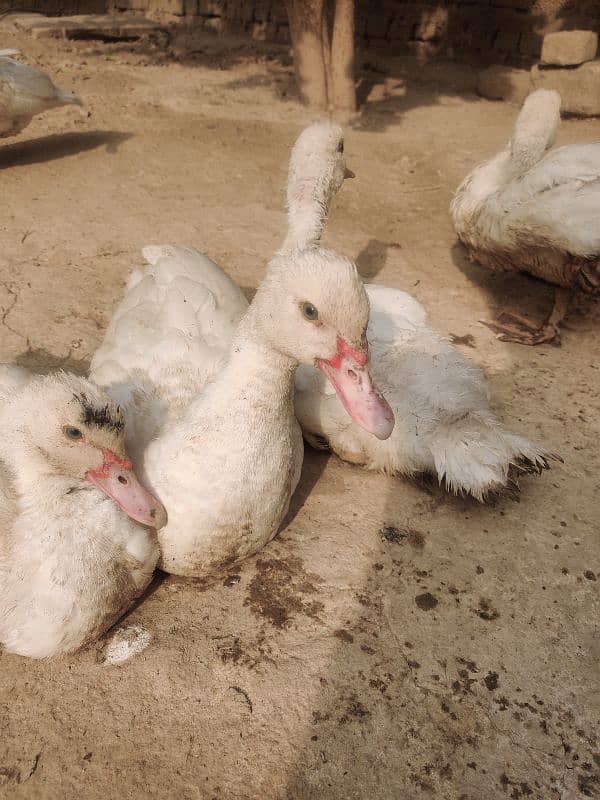 Pure White Muscovy Ducks (very rare) 2