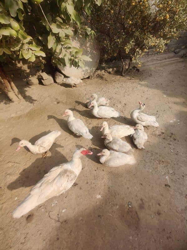 Pure White Muscovy Ducks (very rare) 3