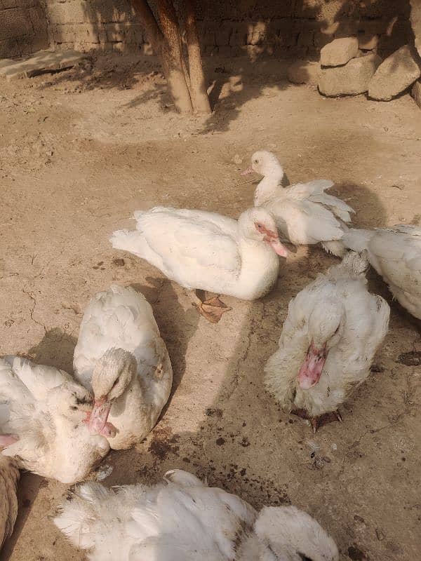 Pure White Muscovy Ducks (very rare) 4