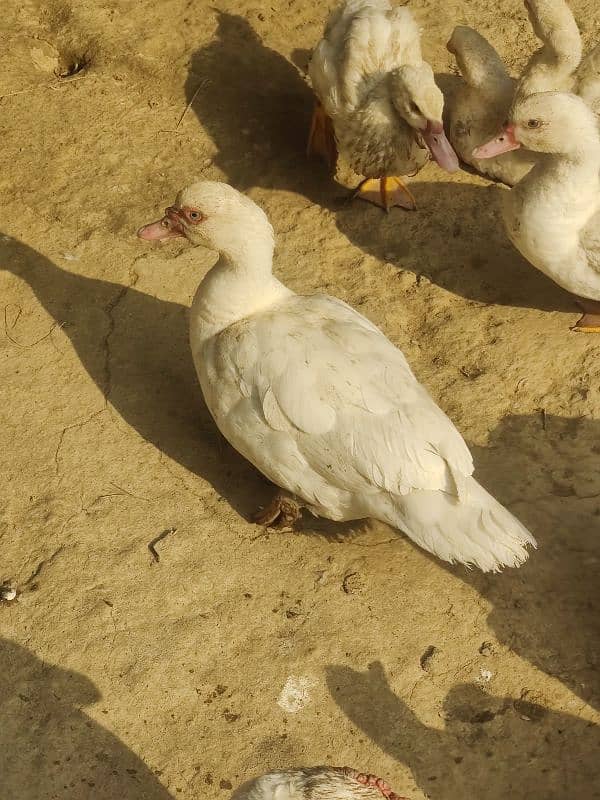 Pure White Muscovy Ducks (very rare) 5