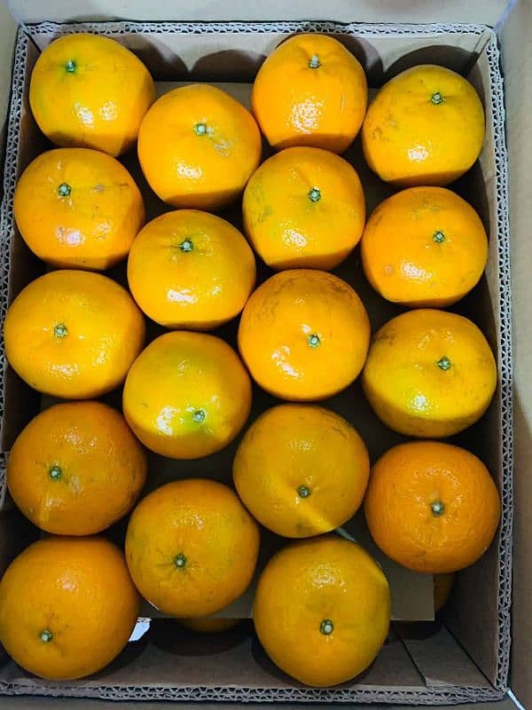 premium quality orange available 1