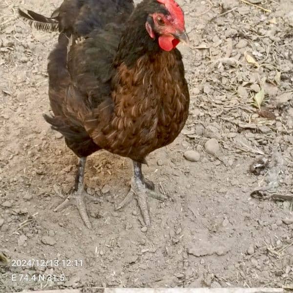 brahma male +Light Sussex+Desi hens 10