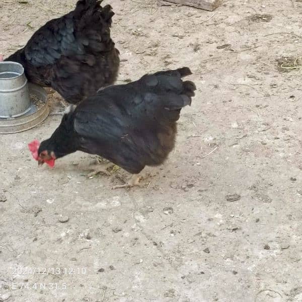 brahma male +Light Sussex+Desi hens 12