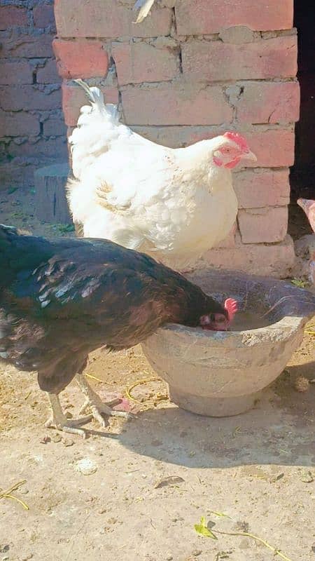 brahma male +Light Sussex+Desi hens 13