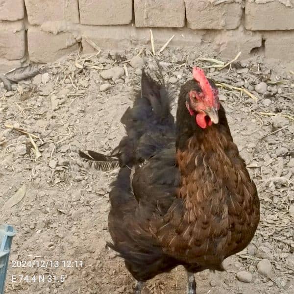 brahma male +Light Sussex+Desi hens 14