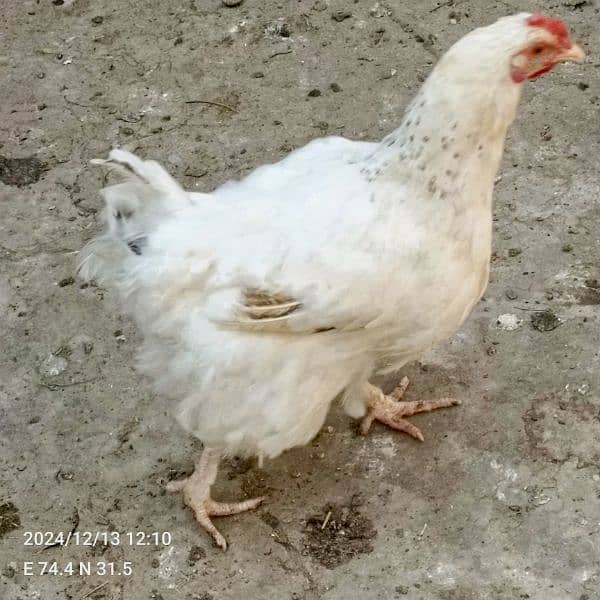 brahma male +Light Sussex+Desi hens 15