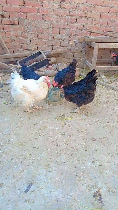 brahma male +Light Sussex+Desi hens 16