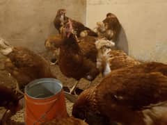 Lohman brown egg starter hen for sale