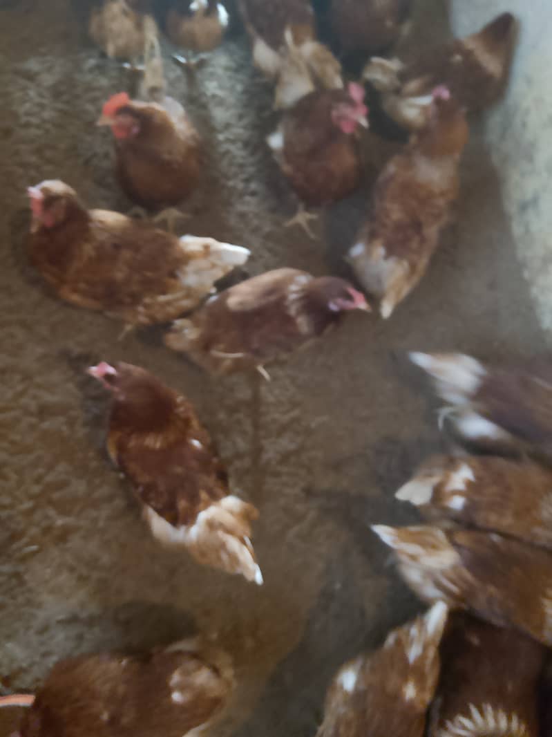 Lohman brown egg starter hen / egg laying hens 2